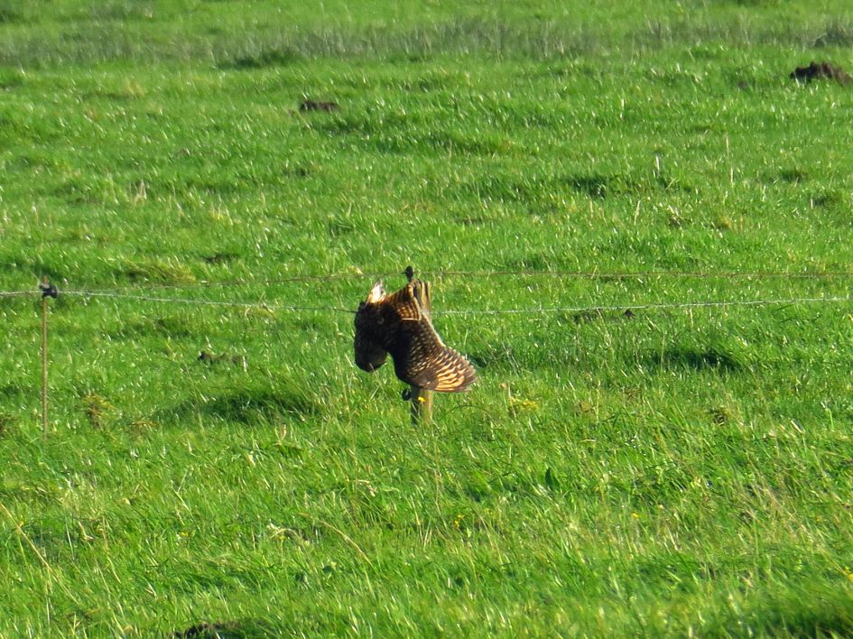 Buizerd of toch niet ?